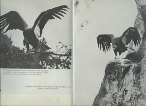 Smith, Dick; Easton, Robert ((1964): California Condor. Vanishing America. McNally and Loftin, Publishers, Charlotte, Santa Barbara. pp. 52/53