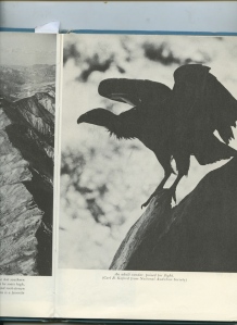 Smith, Dick; Easton, Robert ((1964): California Condor. Vanishing America. McNally and Loftin, Publishers, Charlotte, Santa Barbara. p. 59